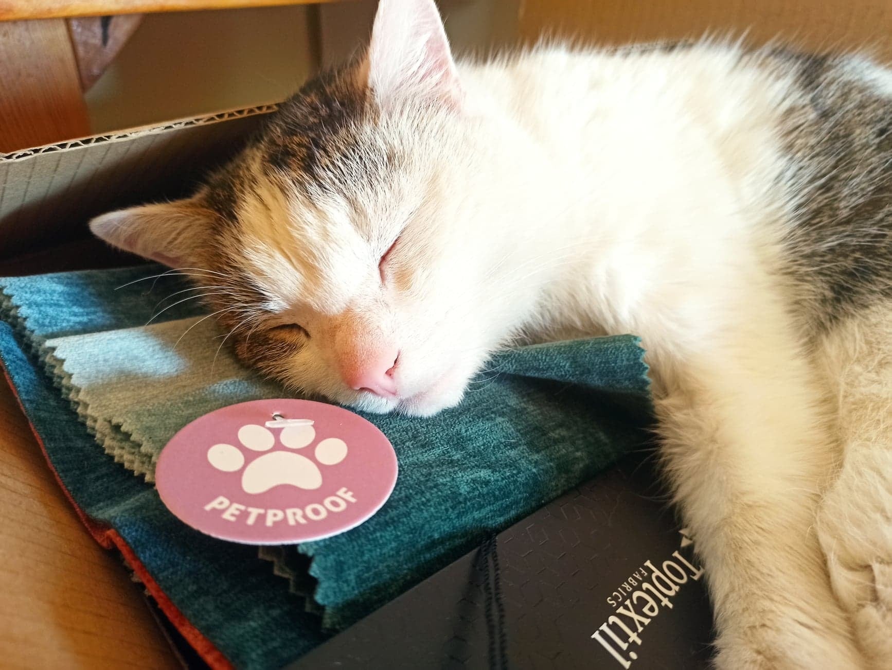 Dlaczego kot drapie kanapę i jak drapak może uratować meble